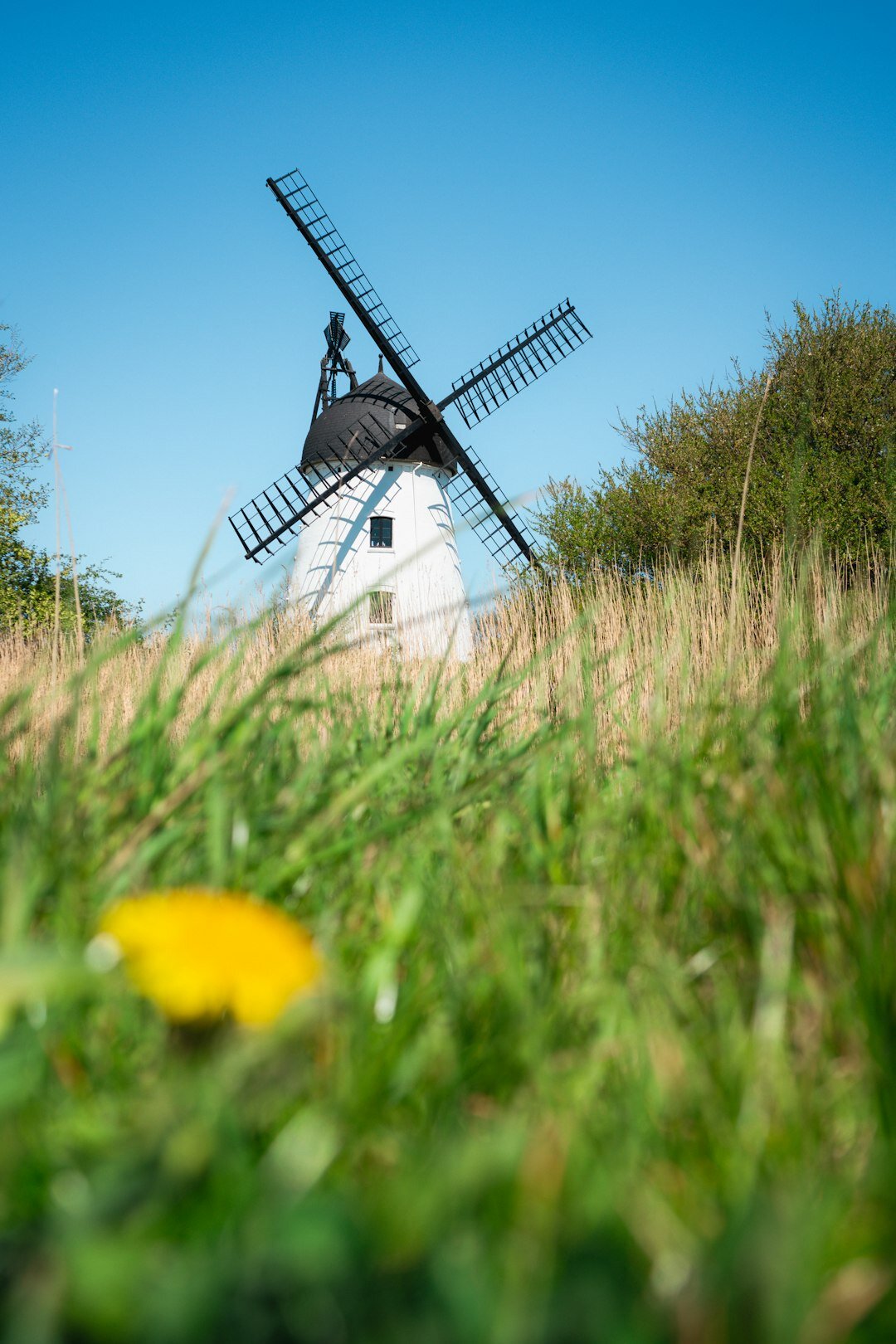 Danish countryside with wheat fields and a windmill